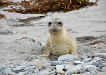 Supporting Military Mission Resilience with Nature-based Solutions