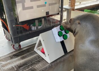The Navy’s Sea Lions Love Video Games