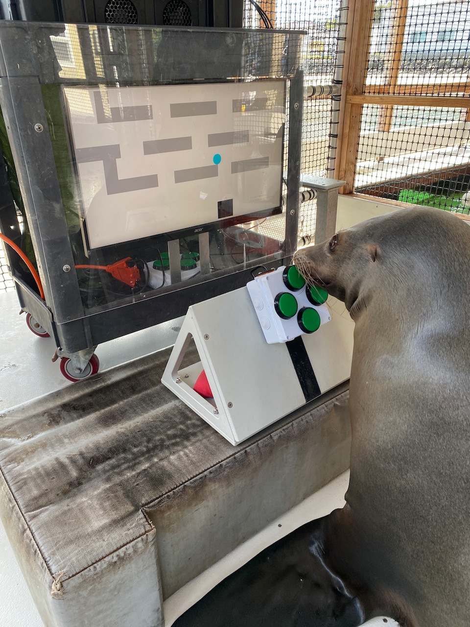 The Navy’s Sea Lions Love Video Games