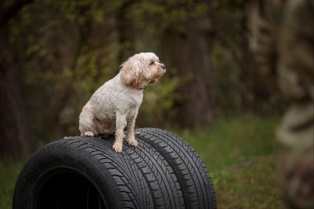 Dog Training available for Kaiserslautern Military Community