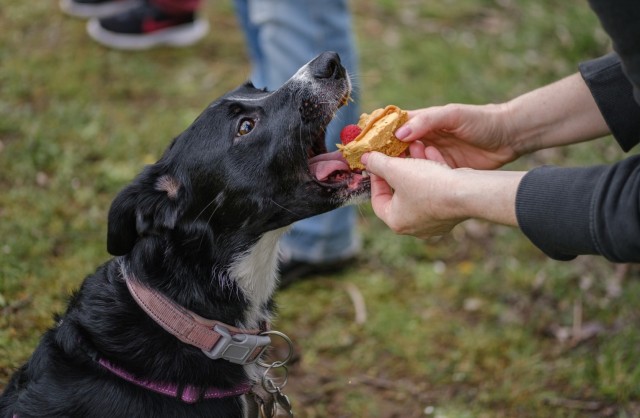 Dog Training available for Kaiserslautern Military Community