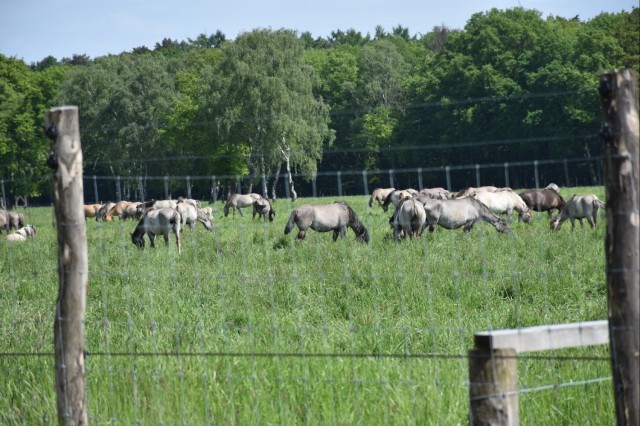 Dülmen wild horses