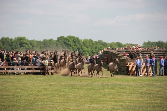 Dülmen wild horses