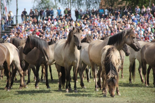 Dülmen wild horses