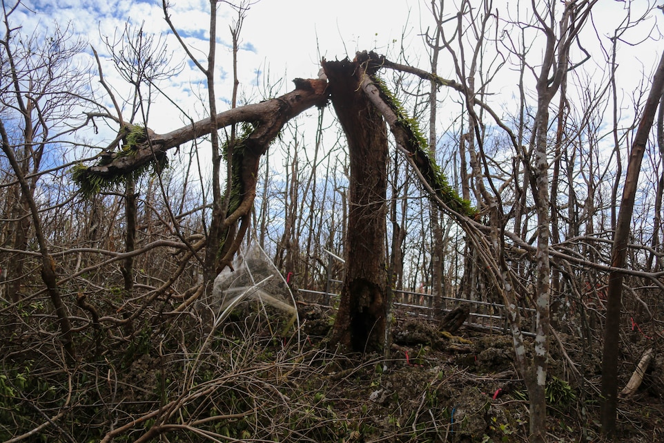 Serianthes nelsonii conservation efforts continue at Camp Blaz