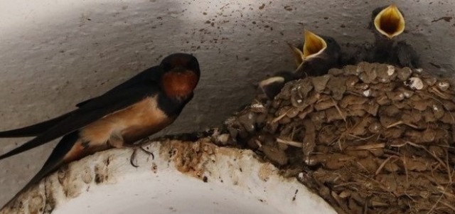 Army Earth Day - "Invest in Our Planet"