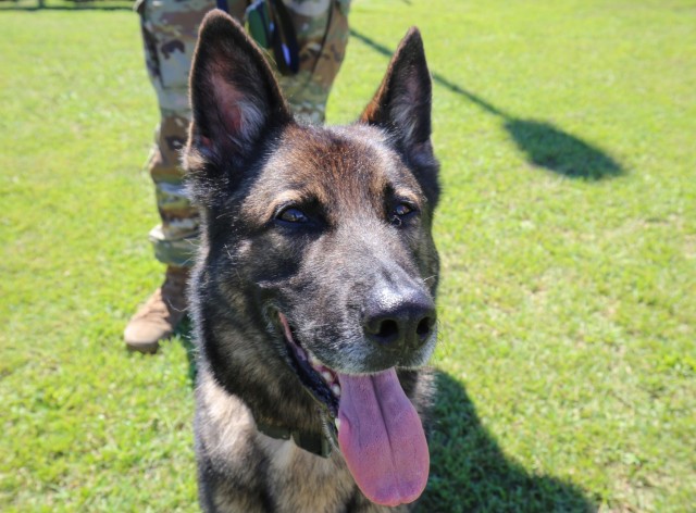 Eris, a former military working dog, relaxes at the military K-9 kennel on Camp Zama, Japan, Aug. 25, 2023. Pfc. Anthony Branham, a military working dog handler assigned to 901st Military Police Detachment, adopted Eris after he retired from service. 