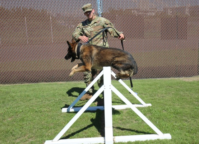Pfc. Anthony Branham, assigned to 901st Military Police Detachment, watches Eris, a former military working dog, jump over an obstacle on a training field at Camp Zama, Japan, Aug. 25, 2023. 