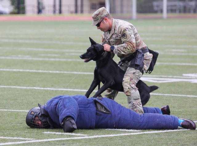 Sgt. Bruno Werneck, a military working dog handler assigned to the 901st Military Working Dog Detachment, demonstrates how one of their dogs, Lock, can apprehend a suspect played by Zama Middle High School Principal Henry LeFebre during a Red Ribbon Week event at Camp Zama, Japan, Oct. 31, 2023. The demonstration capped off the school's weeklong campaign that encouraged students to live a drug-free lifestyle.