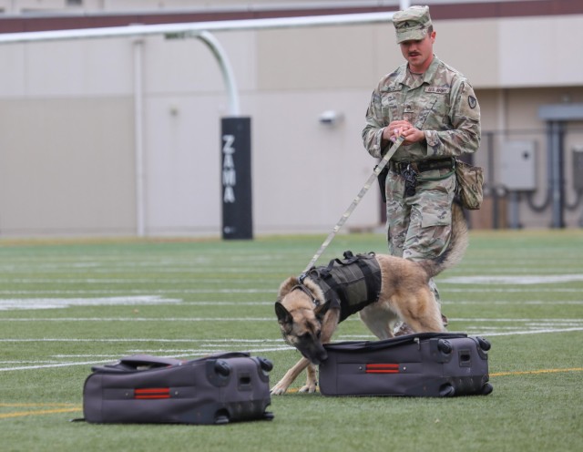 Sgt. Taylor Reed, a military working dog handler assigned to the 901st Military Working Dog Detachment, and his dog, Kaia, search for hidden narcotics during a Red Ribbon Week event at Camp Zama, Japan, Oct. 31, 2023. The demonstration capped off Zama Middle High School's weeklong campaign that encouraged students to live a drug-free lifestyle.