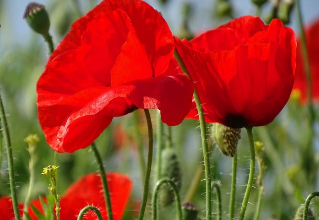 Flanders Fields still remain in the hearts of America’s veterans