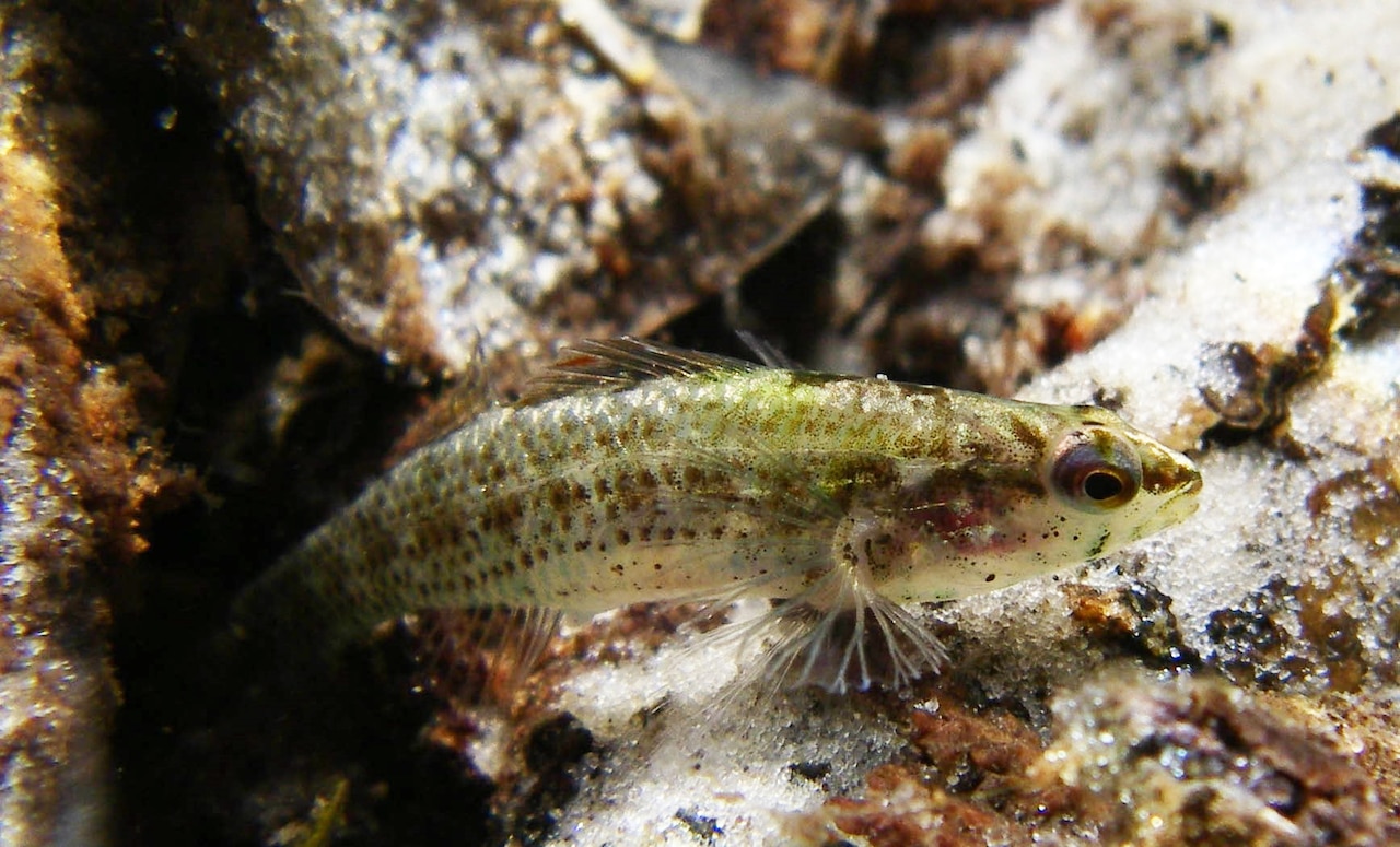 Defense, Interior Agree to Decade-Long Partnership for Conserving Wildlife, Supporting Military Readiness