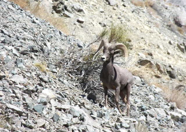 Most biologists regard Nelson’s bighorn sheep, also referred to as desert bighorn sheep, as a distinct subspecies, and they flourish within the confines of the Hawthorne Army Depot in western Nevada. 