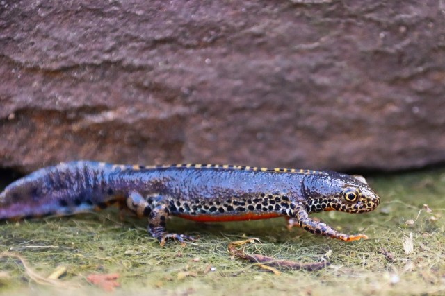Amphibians: Living a double life