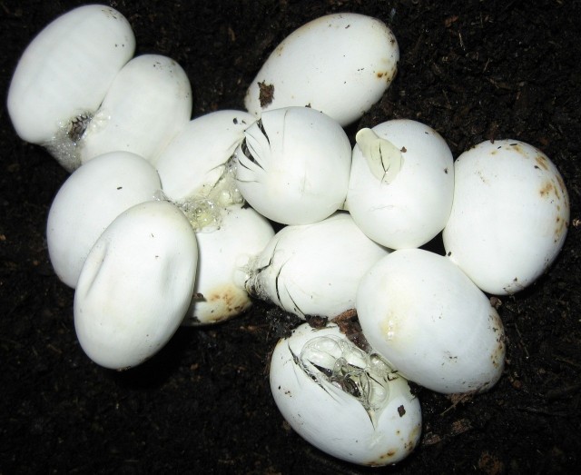 Reptile eggs in a cluster on the ground. Courtesy photo