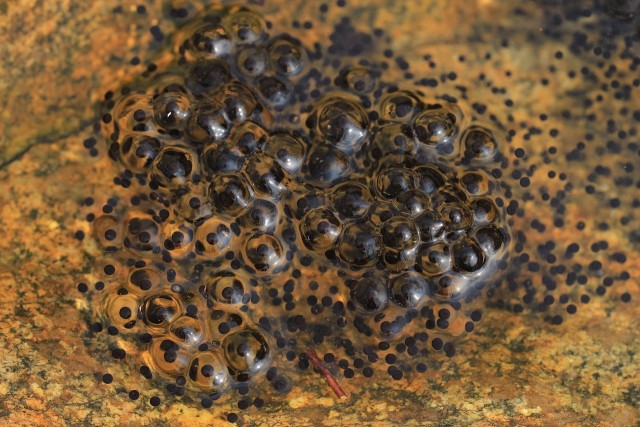Amphibian eggs which are made of a soft jelly-like substance. Courtesy photo