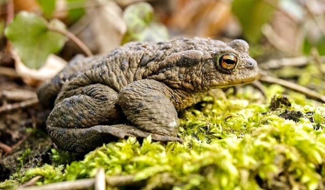 A common toad. Courtesy photo