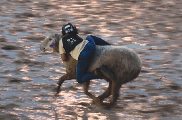 A child wearing a helmet clings on to a sheep running in mud. 