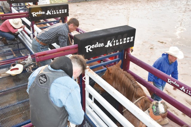 Horses stand in narrow chutes while people tend to them. 
