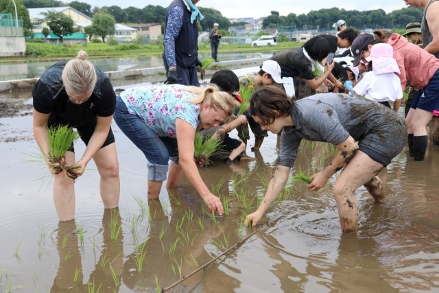 Rice-planting event connects Camp Zama residents with Japanese culture 