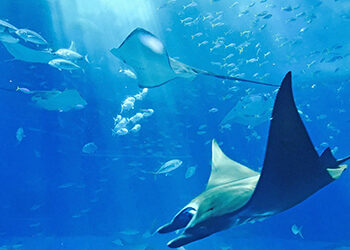 Swimming with stingrays