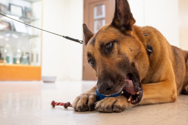 A dog laying on the floor chews on a dog toy.