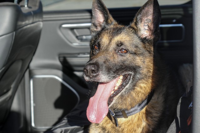 A dog lays in the back seats of a car with black interior with his mouth open and tongue out.