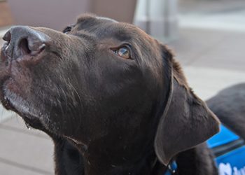 Therapy animals bring comfort to Veterans at St. Louis VA
