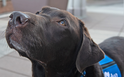 Therapy animals bring comfort to Veterans at St. Louis VA
