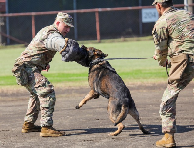 Soldiers assigned to the 901st Military Police Detachment provide a military working dog demonstration to parents and their children during the "Bring Your Kids to Work Day" event at Camp Zama, Japan, Nov. 4, 2024. Dozens of children...