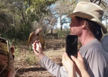 Fort Cavazos bird team takes part in international survey