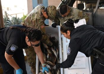 Arizona National Guard’s Task Force SAFE Strengthens Border Security
