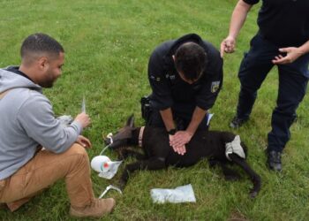 Canine Tactical Combat Casualty Care Training Enhances Military Working Dog Skills and Host Nation Partnerships