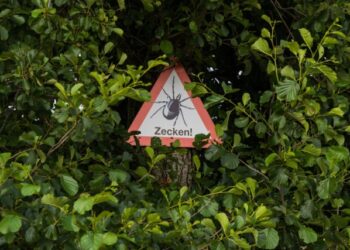 USAG Ansbach Environmental: Understanding Ticks