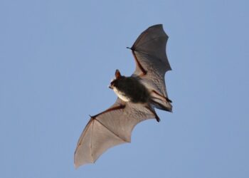 USAG Ansbach: Understanding Bats