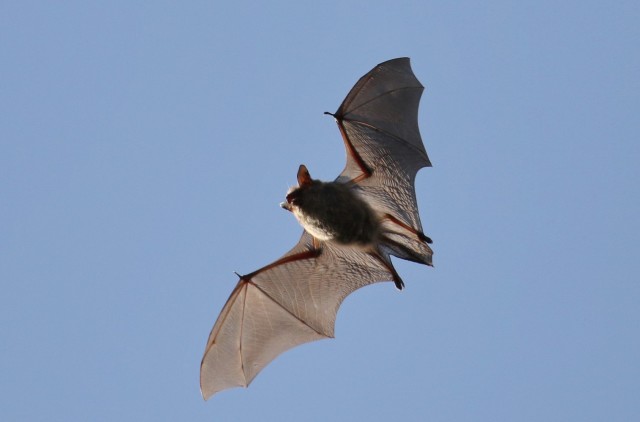 USAG Ansbach: Understanding Bats